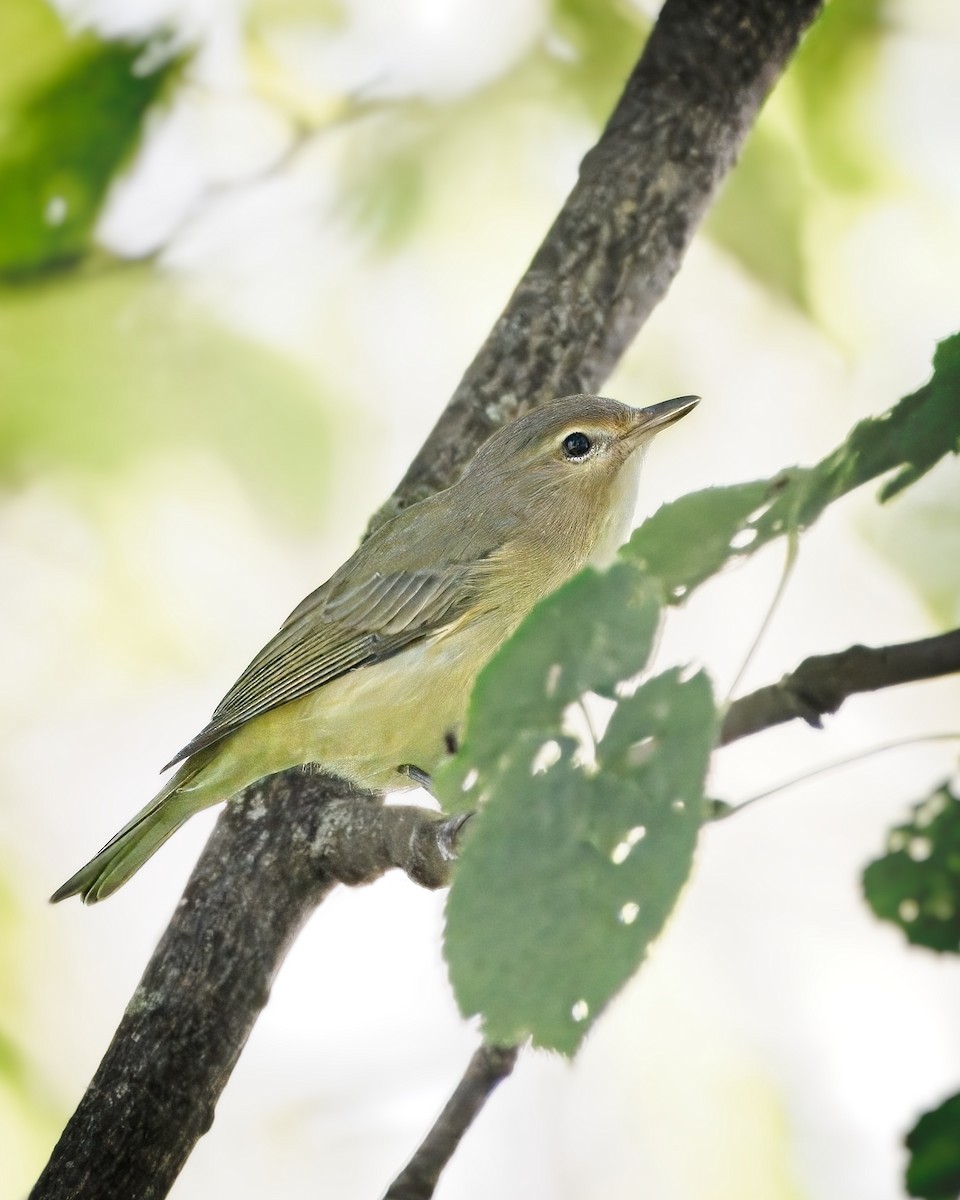 Warbling Vireo - ML623605350