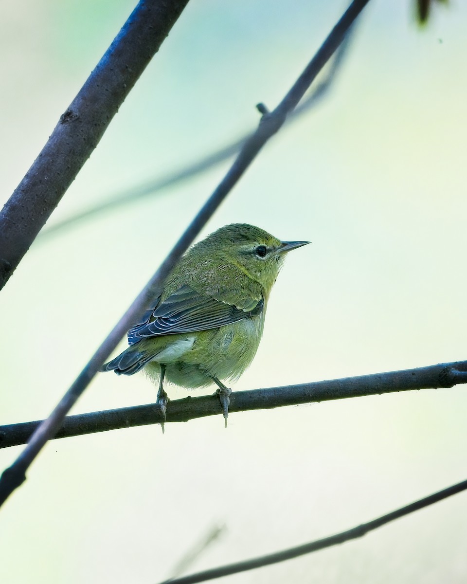 Warbling Vireo - Jeffrey Greene