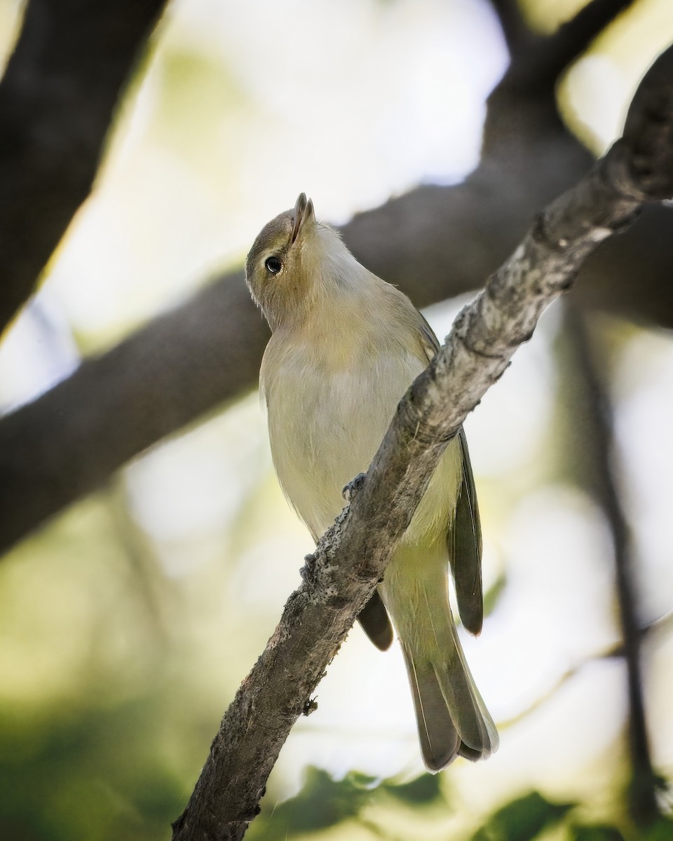 Warbling Vireo - ML623605353