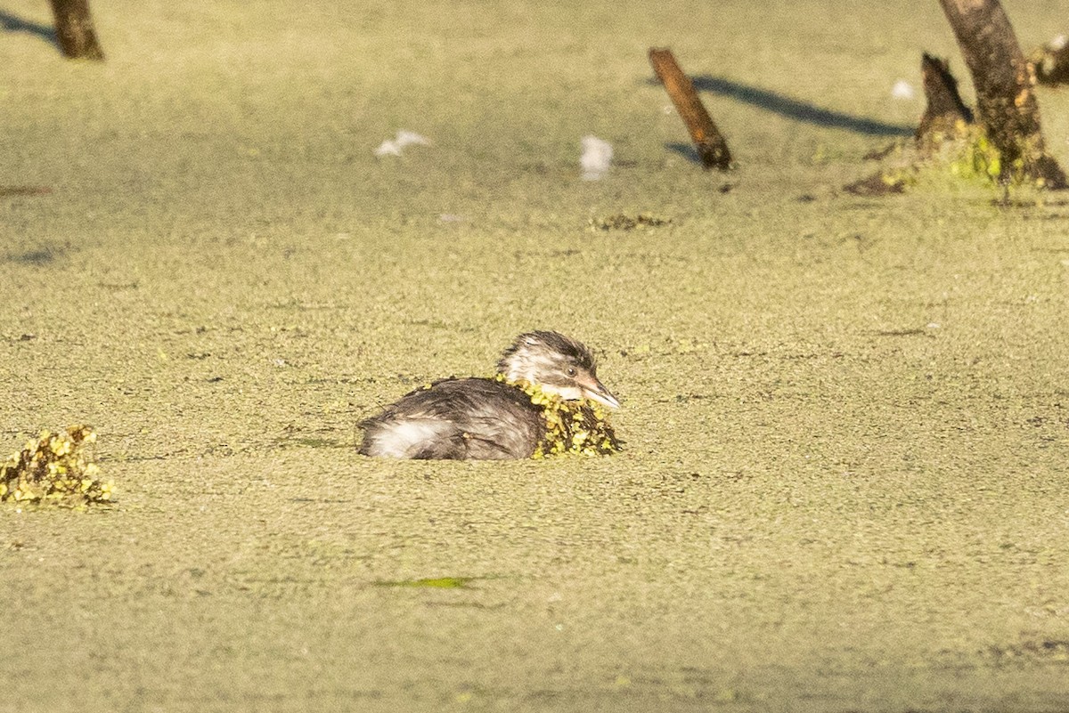 Least Grebe - ML623605403