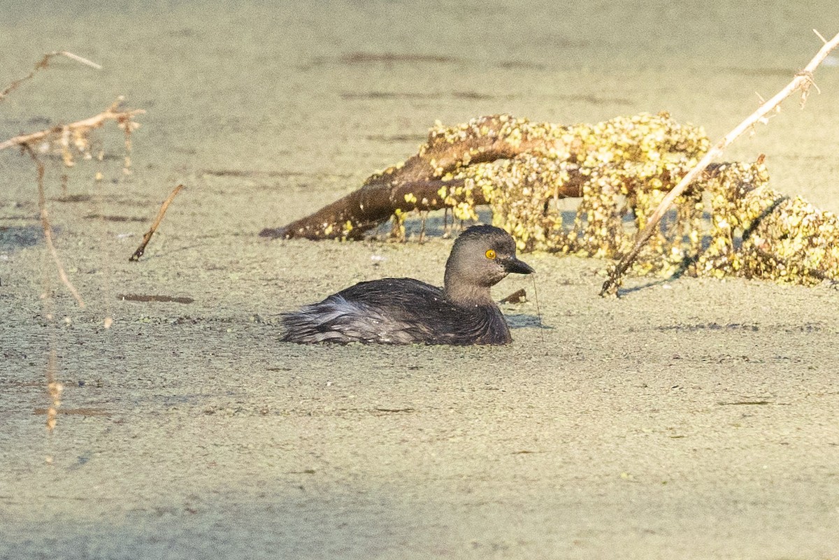 Least Grebe - ML623605405