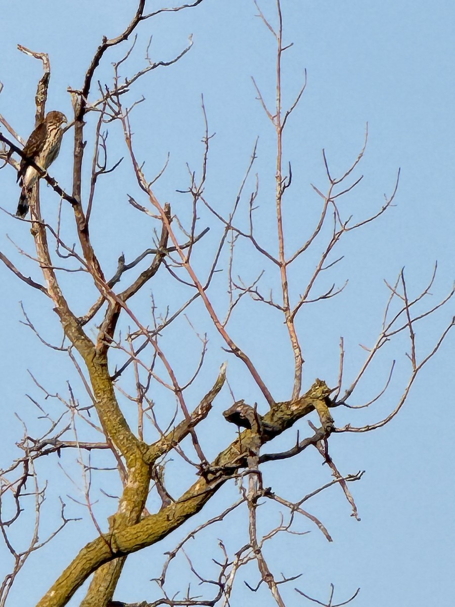 Cooper's Hawk - ML623605407