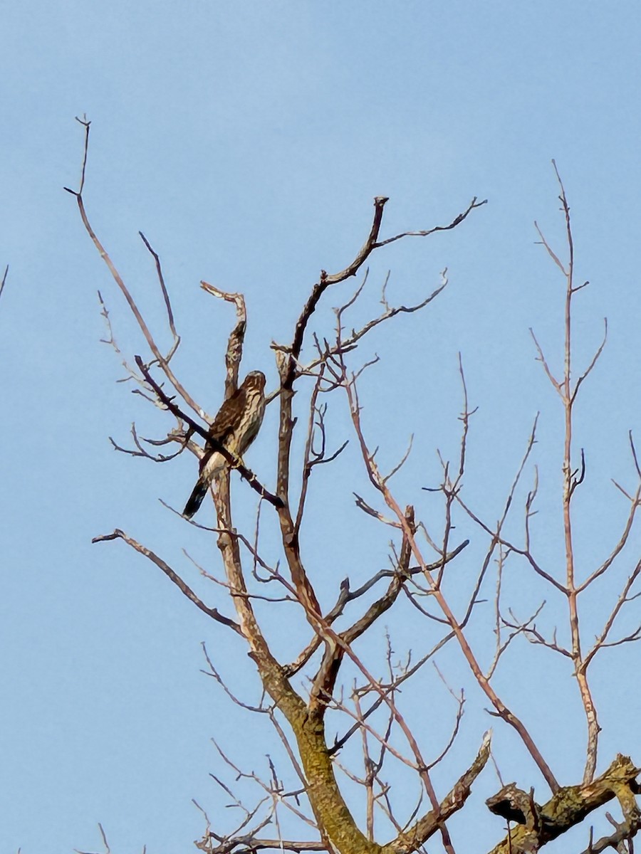 Cooper's Hawk - ML623605408