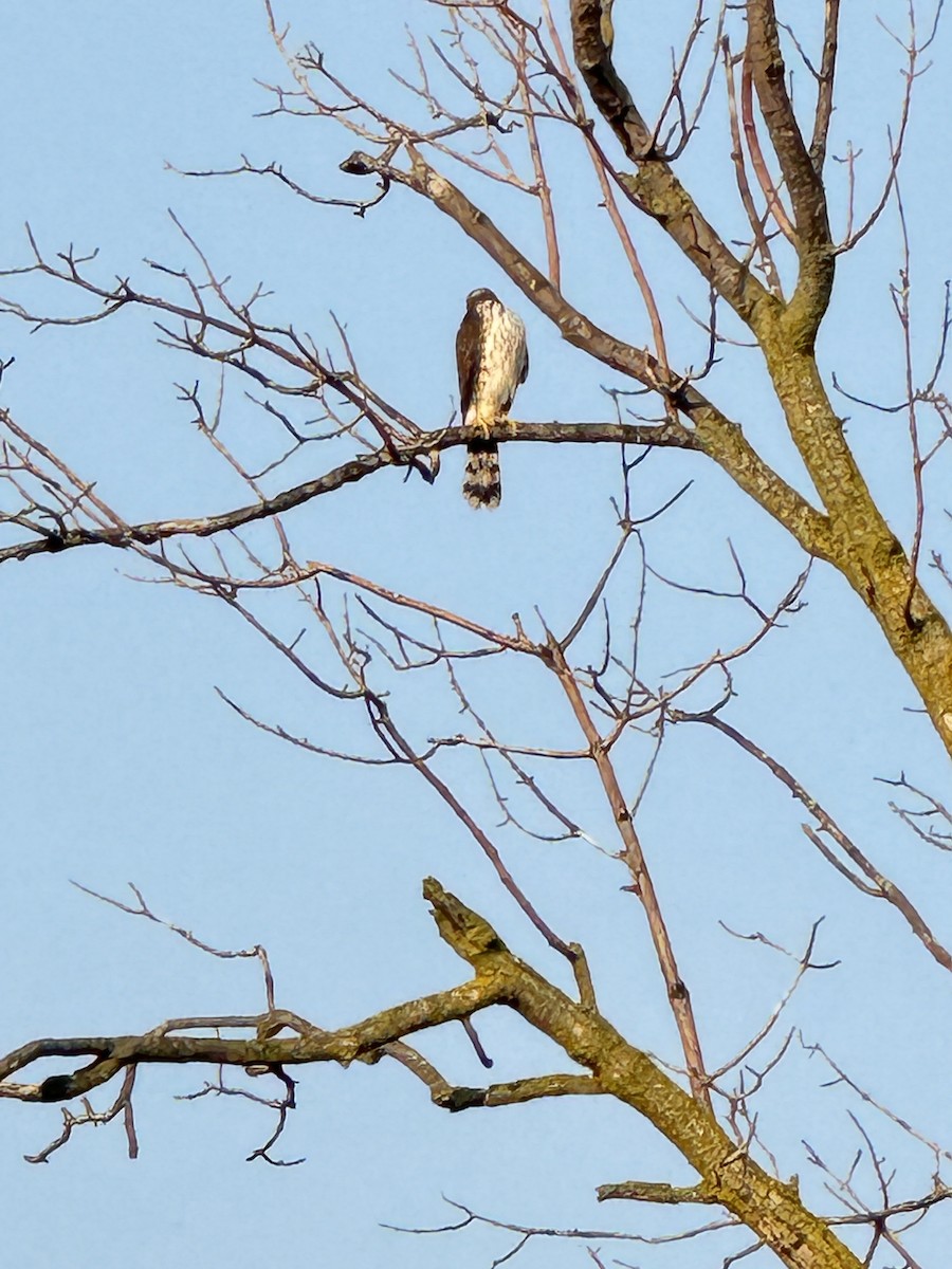 Cooper's Hawk - ML623605409