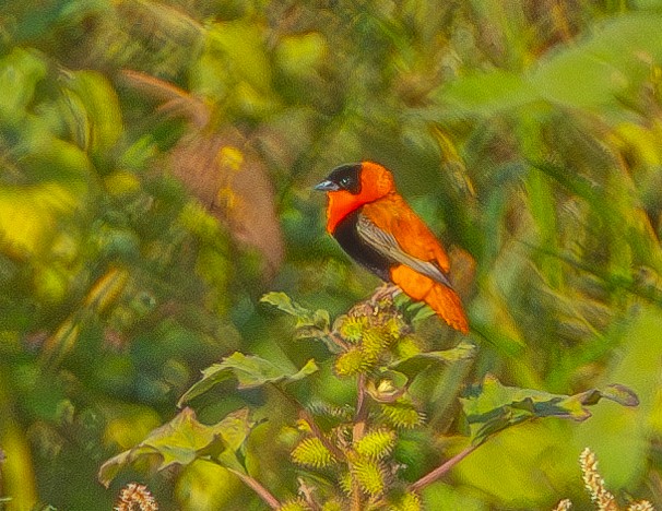 Vescovo arancio - ML623605470