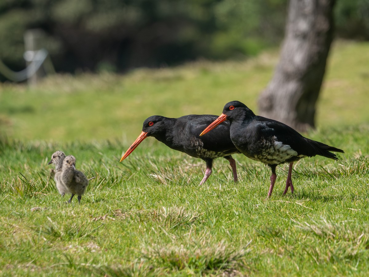 Variable Oystercatcher - ML623605493