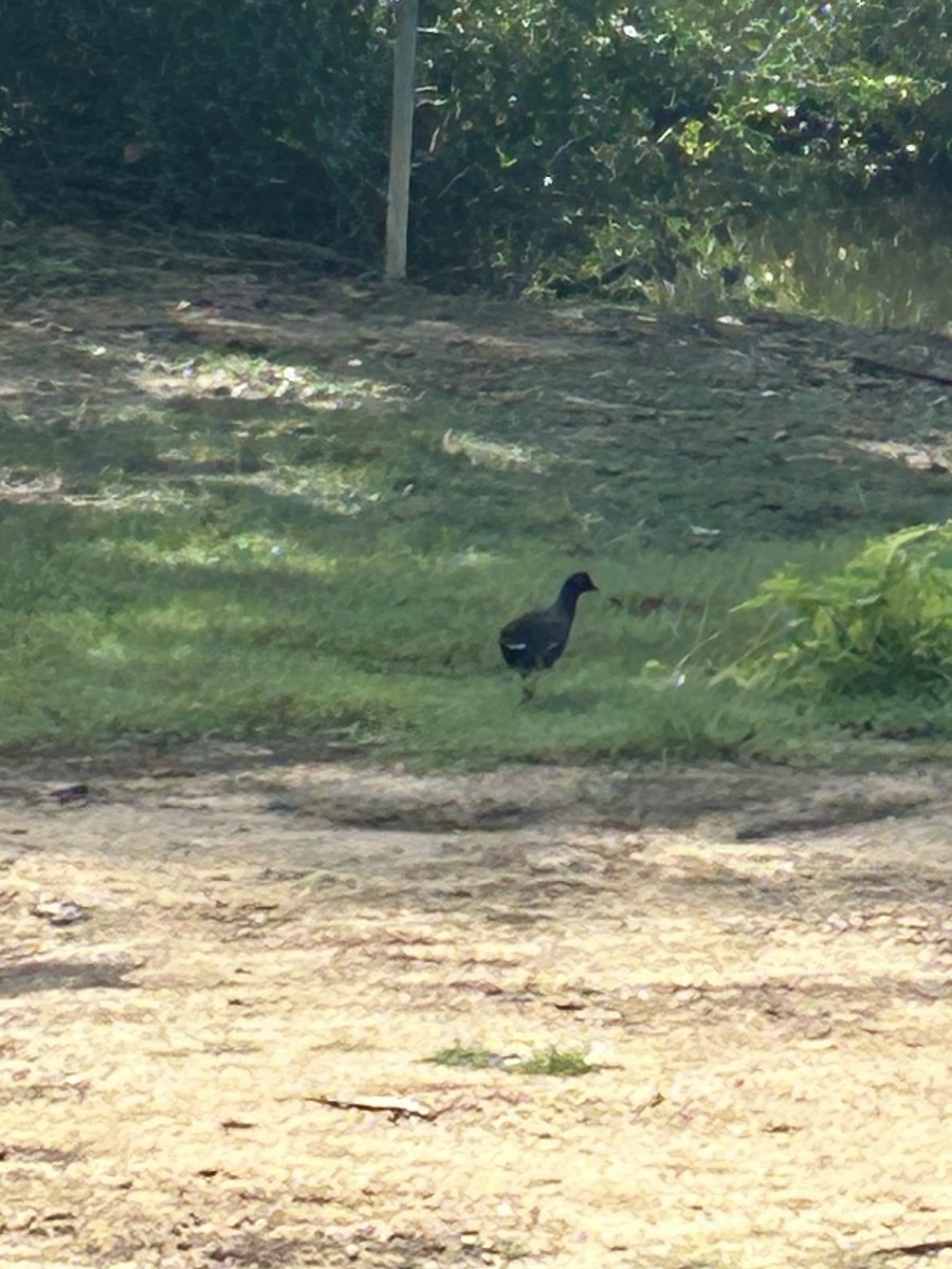 Common Gallinule - Mirielle Villanueva