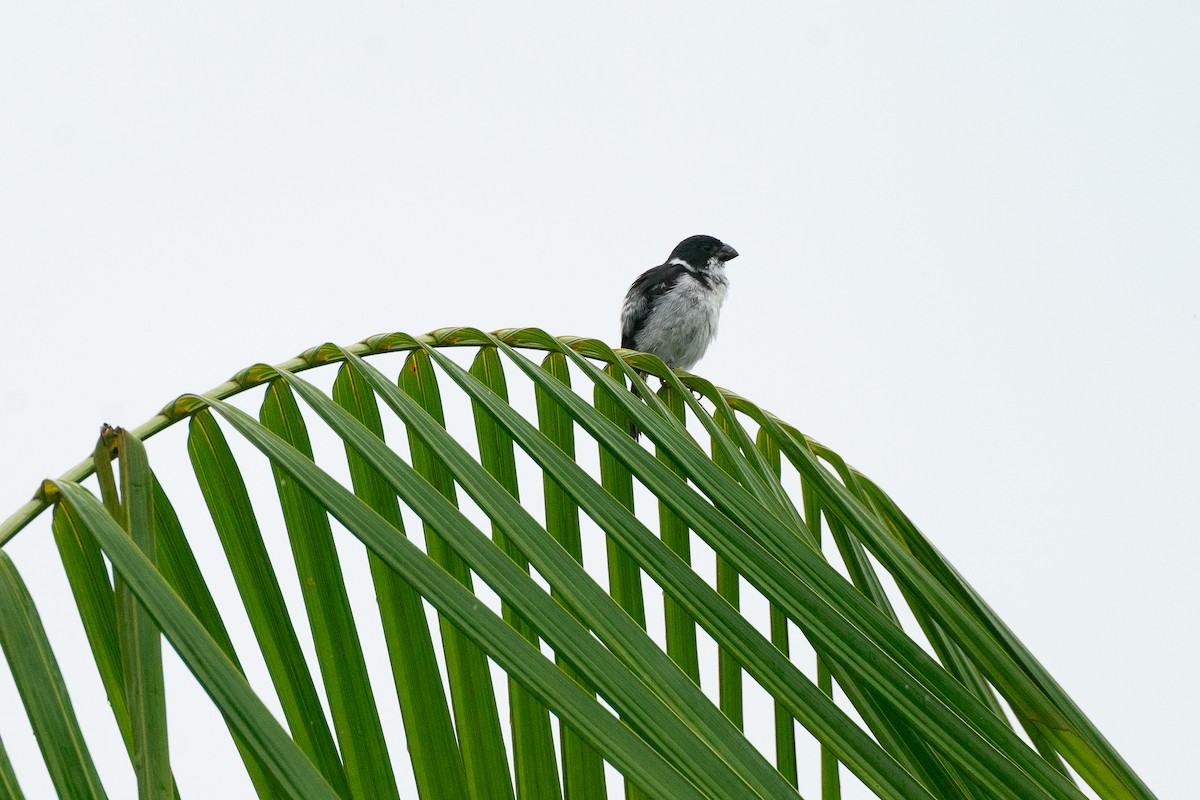 Wing-barred Seedeater (Caqueta) - ML623605544
