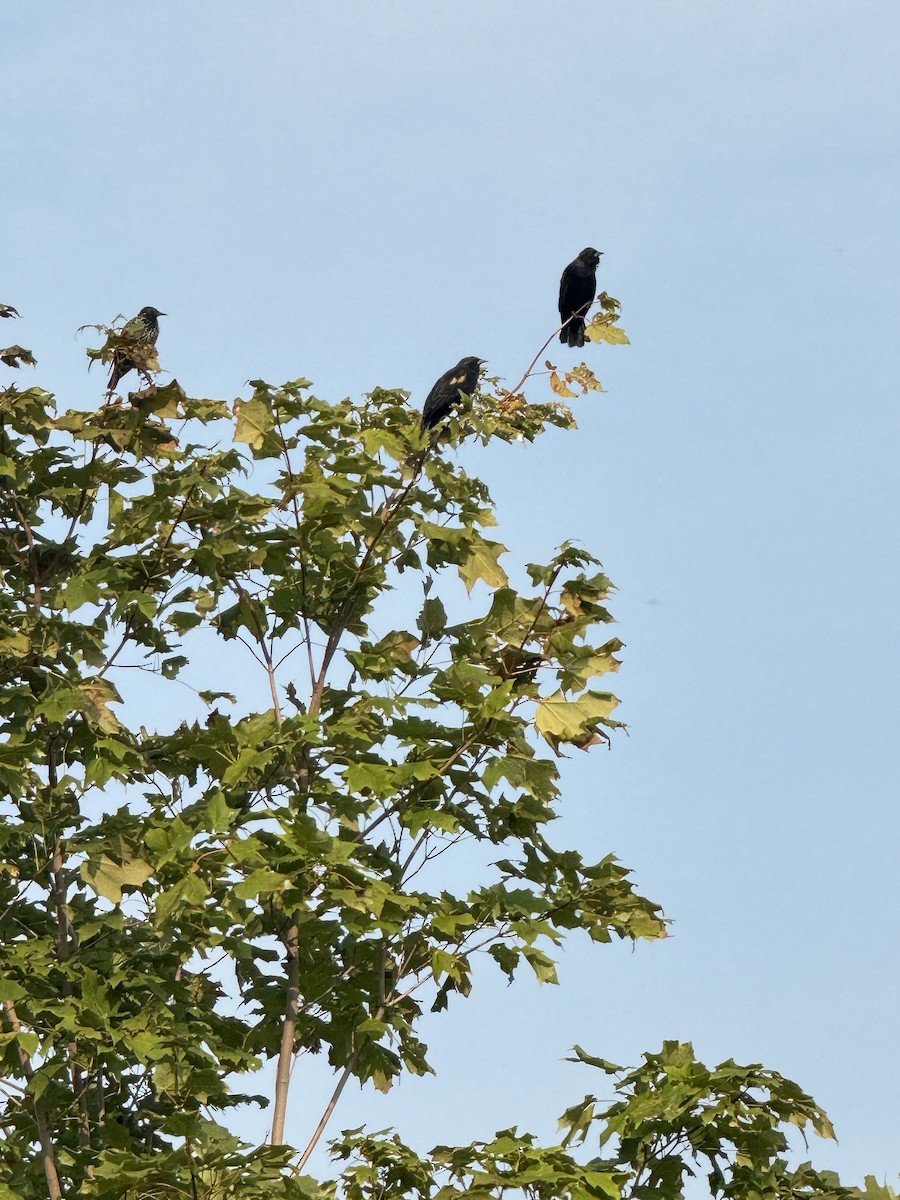 Red-winged Blackbird - ML623605546