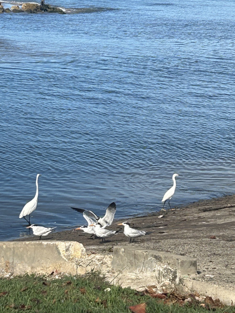 Laughing Gull - Mirielle Villanueva