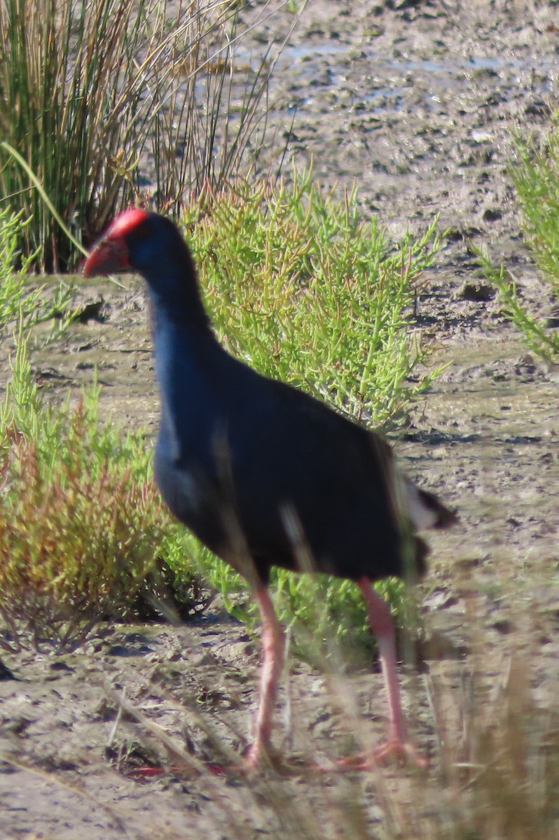 Western Swamphen - Carlos Monzon