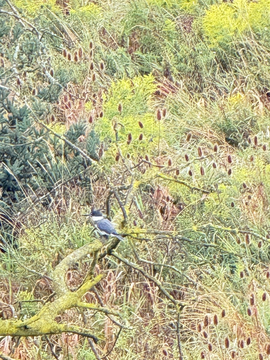 Belted Kingfisher - ML623605621