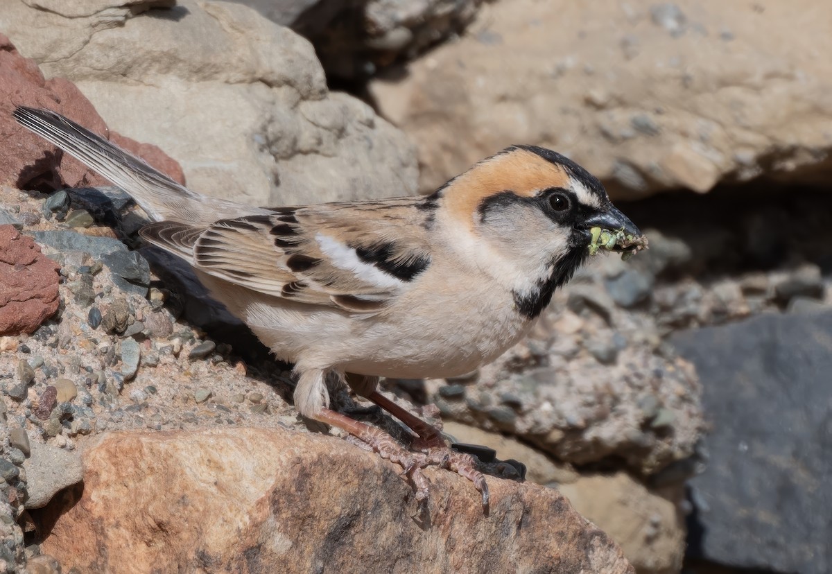 Saxaul Sparrow - John Sterling