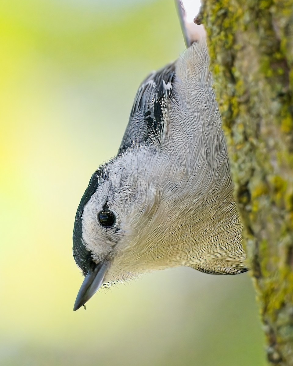 White-breasted Nuthatch - ML623605667