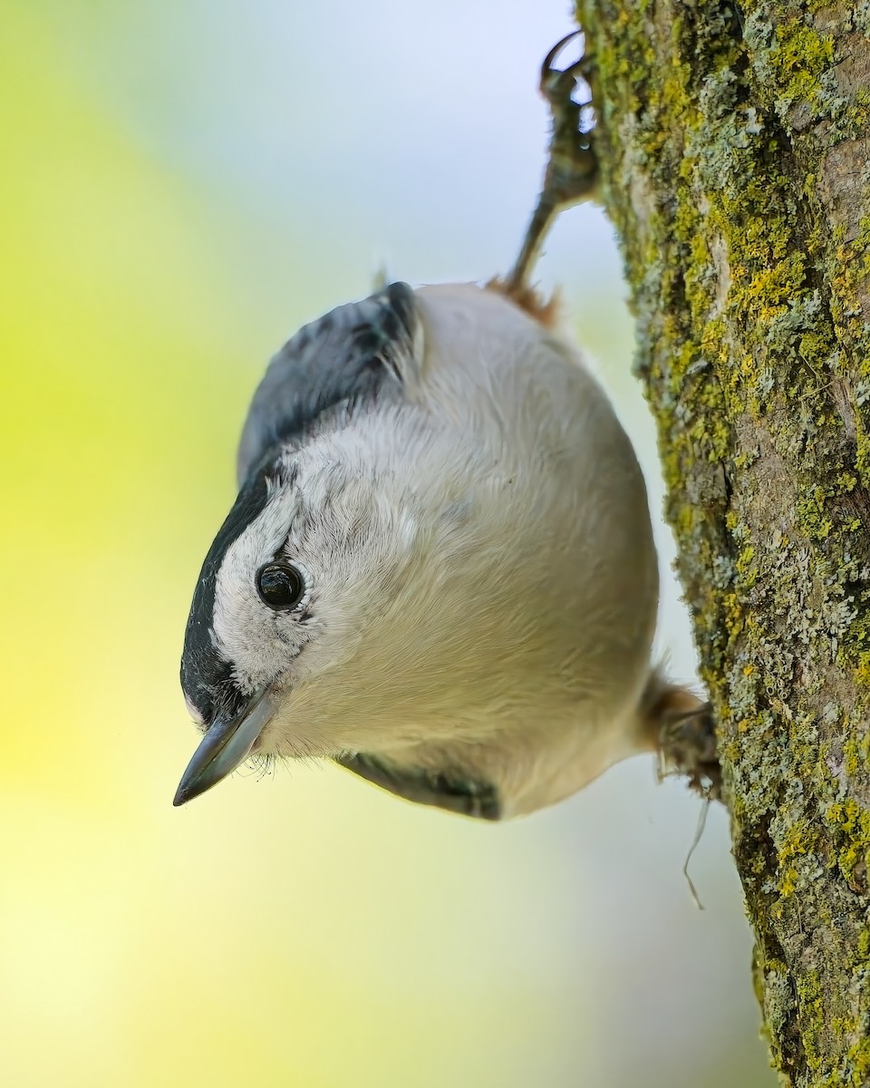 White-breasted Nuthatch - ML623605668