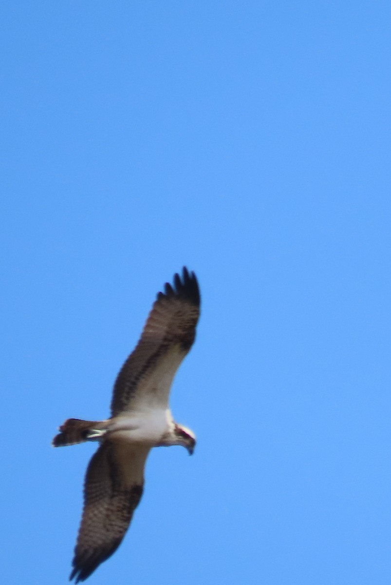 Osprey - Carlos Monzon