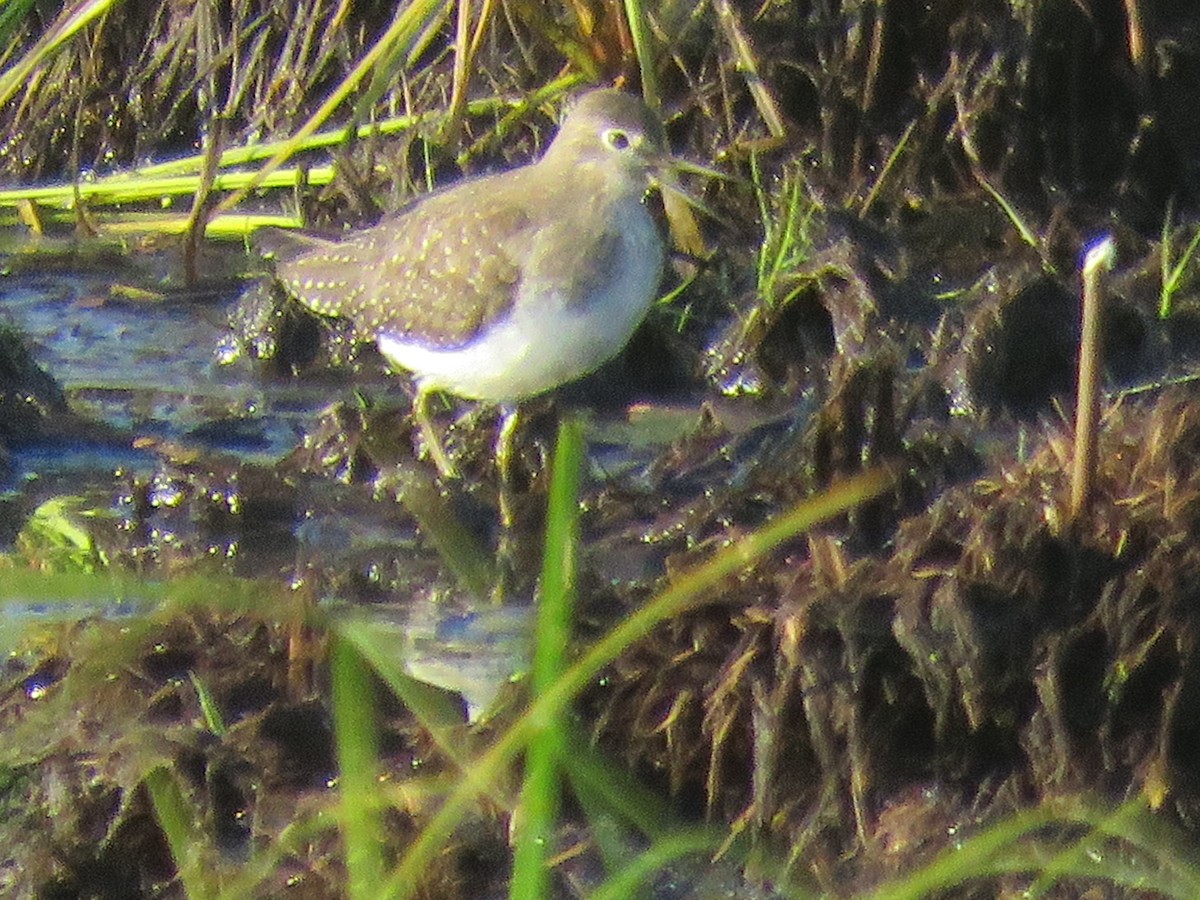 Andarríos Solitario (solitaria) - ML623605700