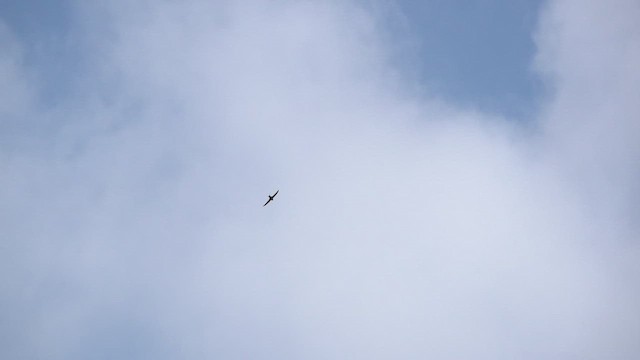 Plain Swift - ML623605715