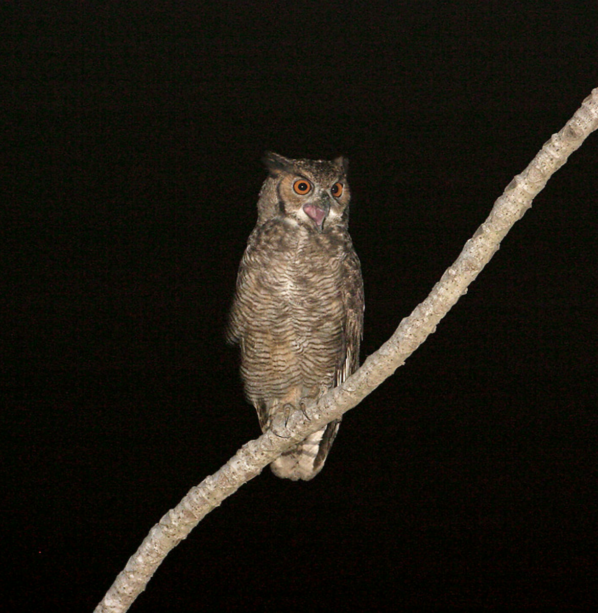 Great Horned Owl - ML623605738