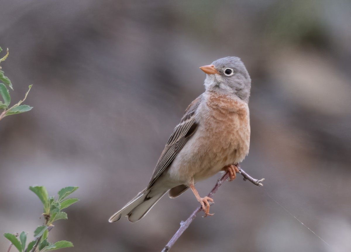 Gray-necked Bunting - ML623605773