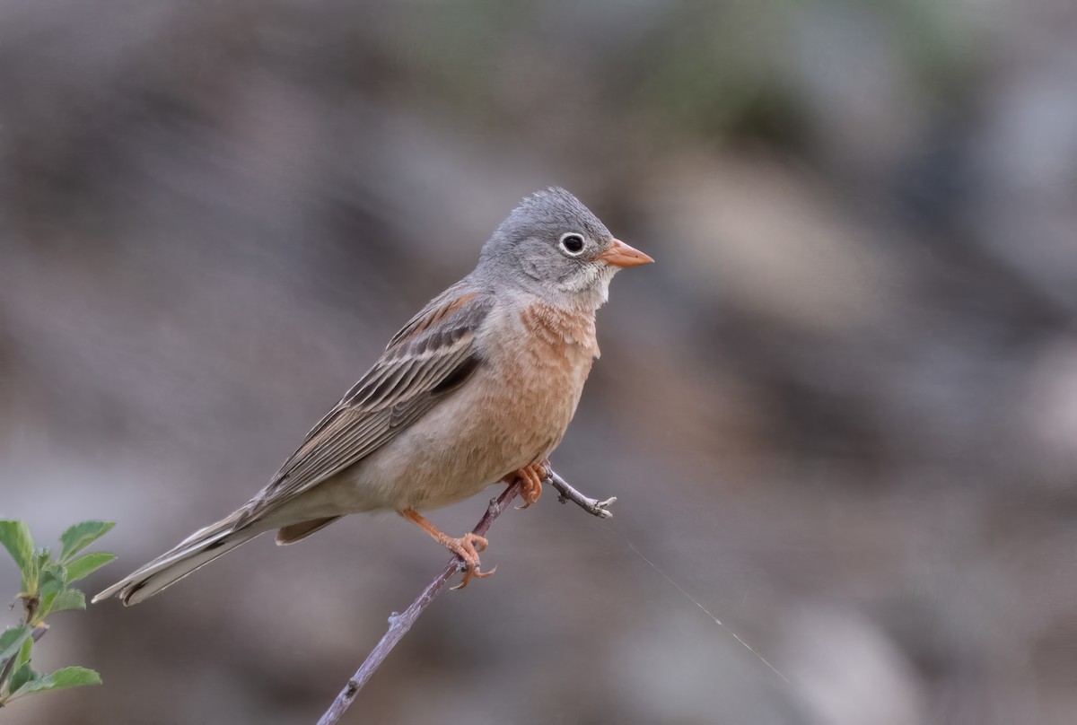 Gray-necked Bunting - ML623605774