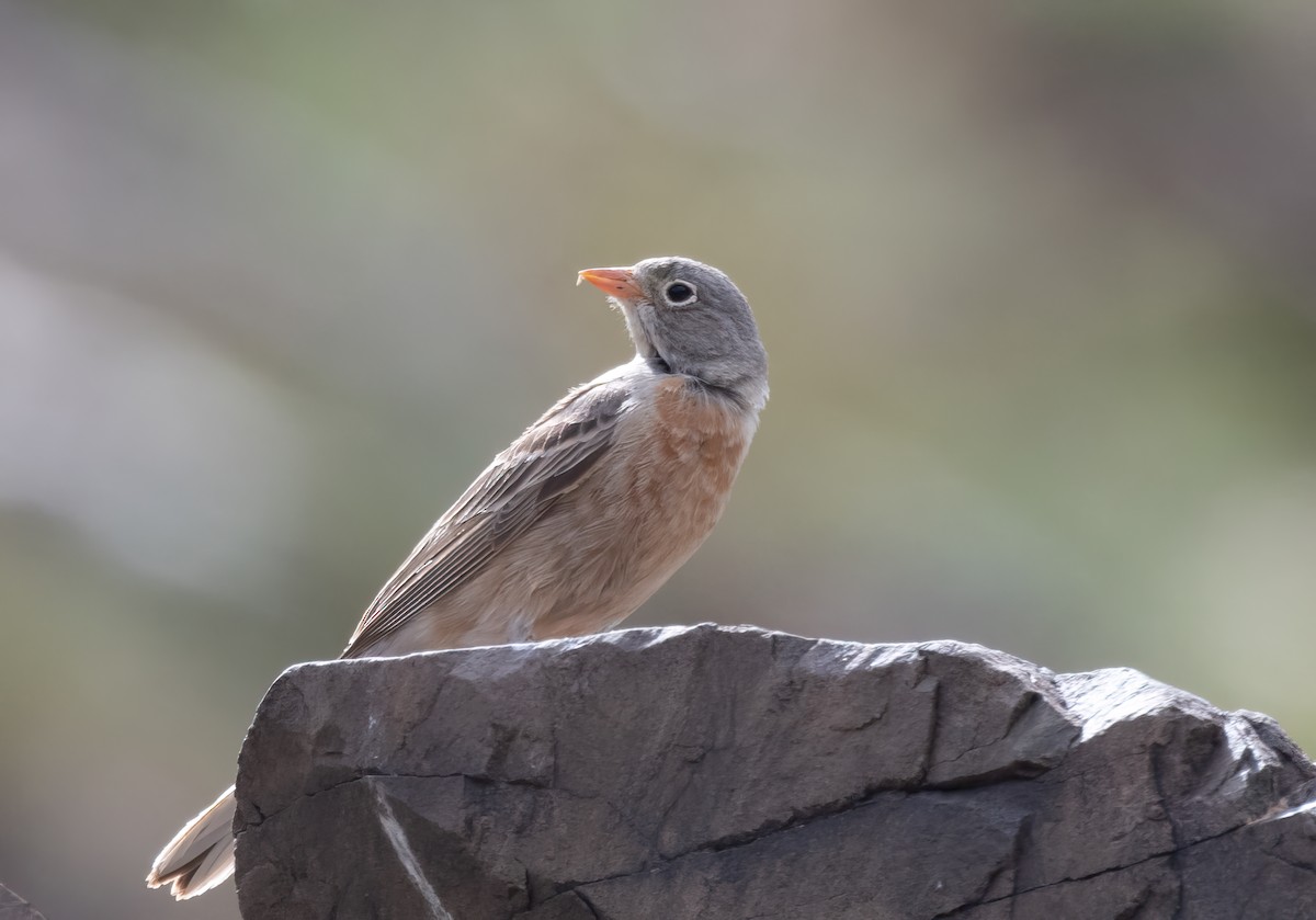 Gray-necked Bunting - ML623605775