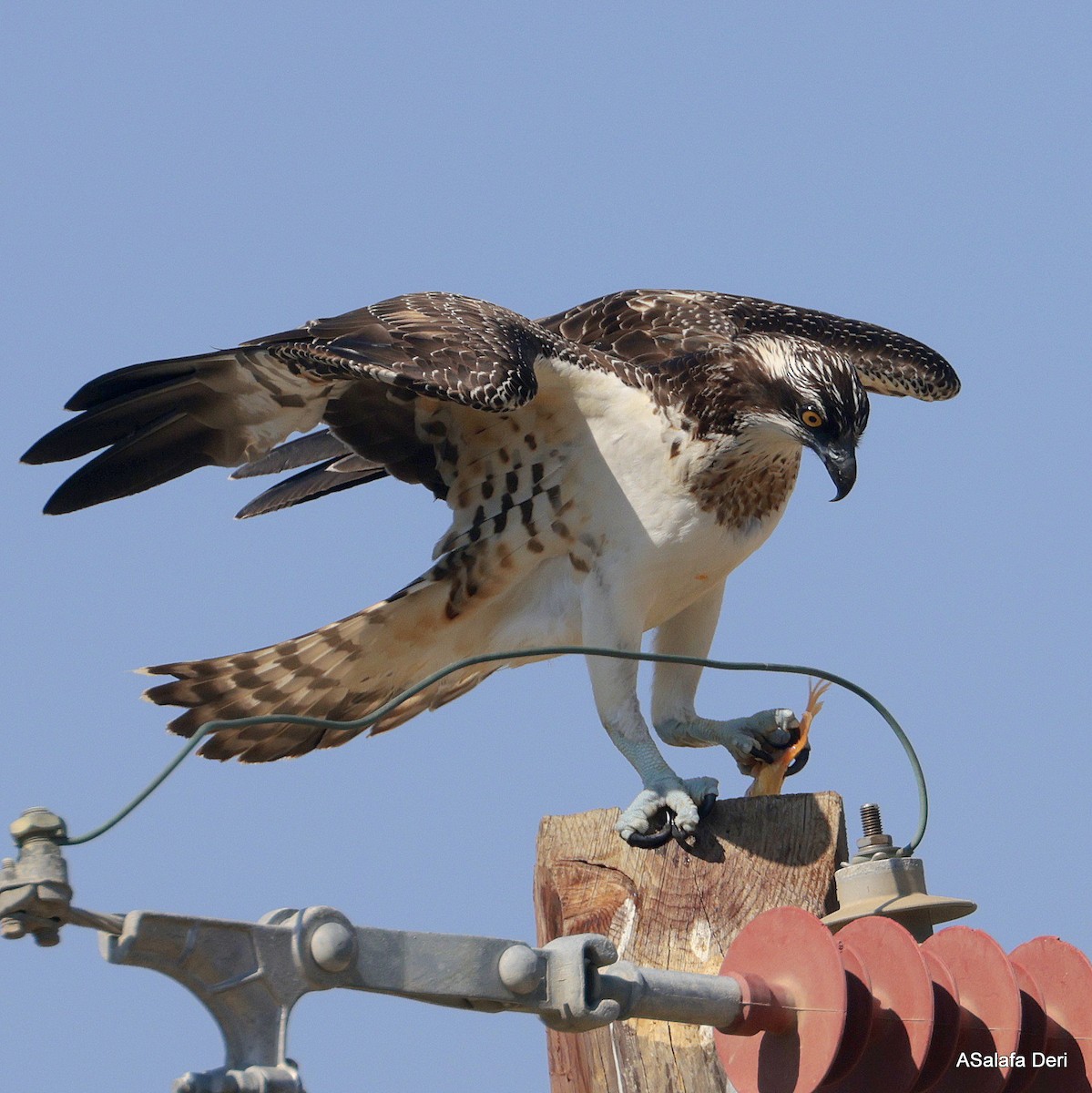 Balbuzard pêcheur (haliaetus) - ML623605849