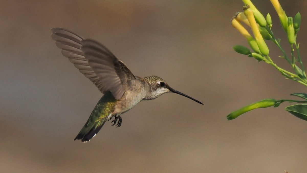 Black-chinned Hummingbird - ML623605933