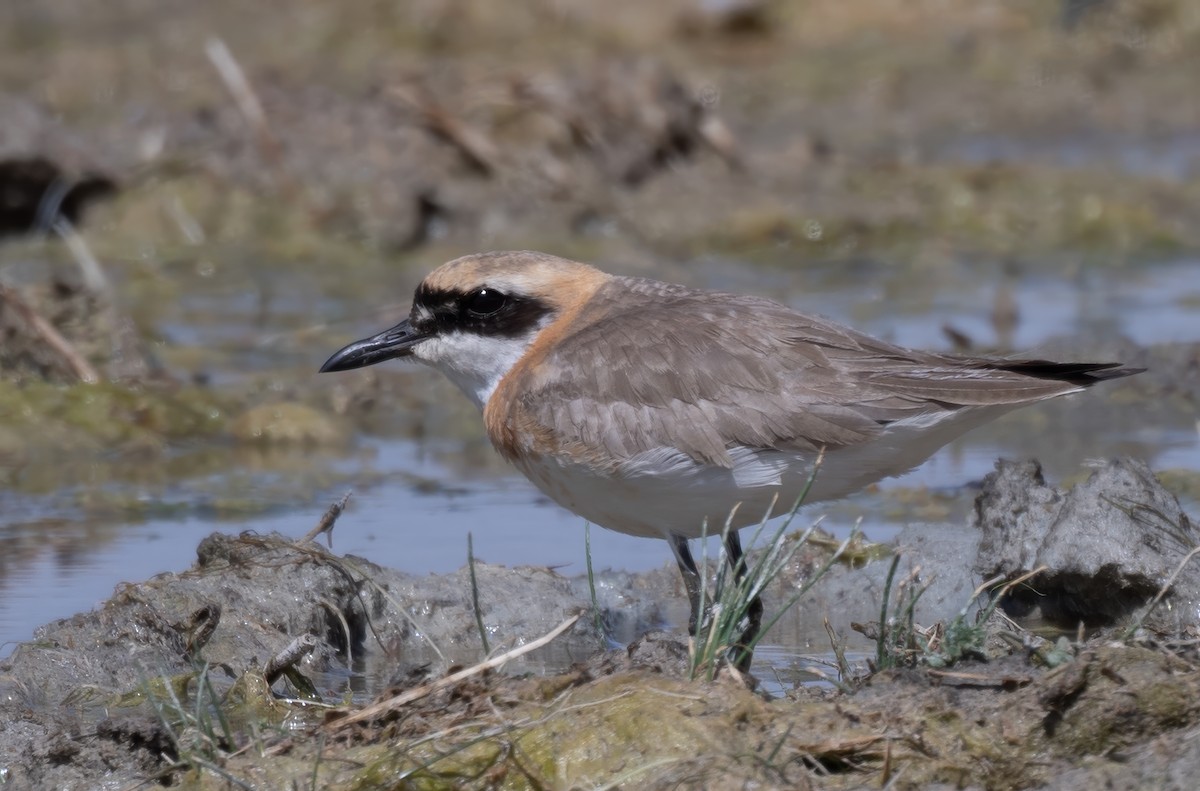 Greater Sand-Plover - John Sterling