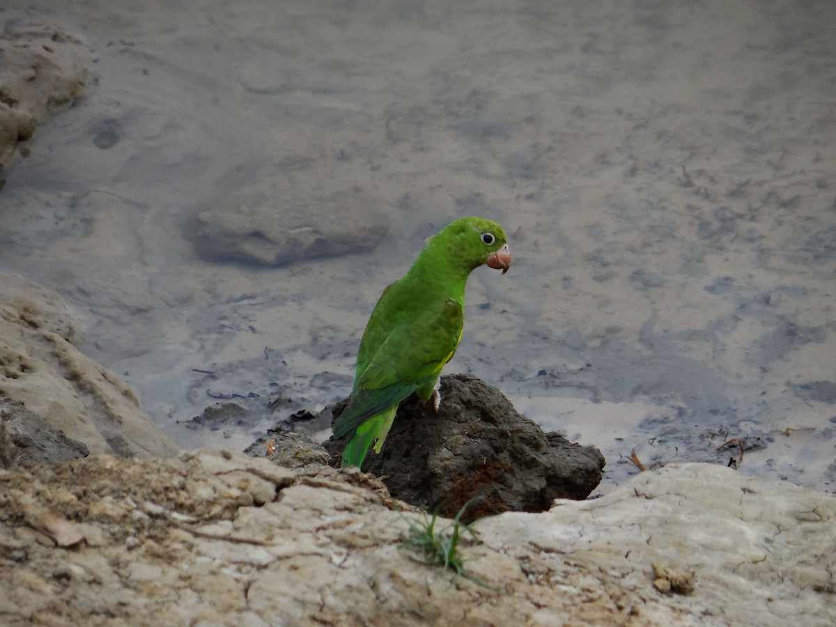 Yellow-chevroned Parakeet - Rudi Laps