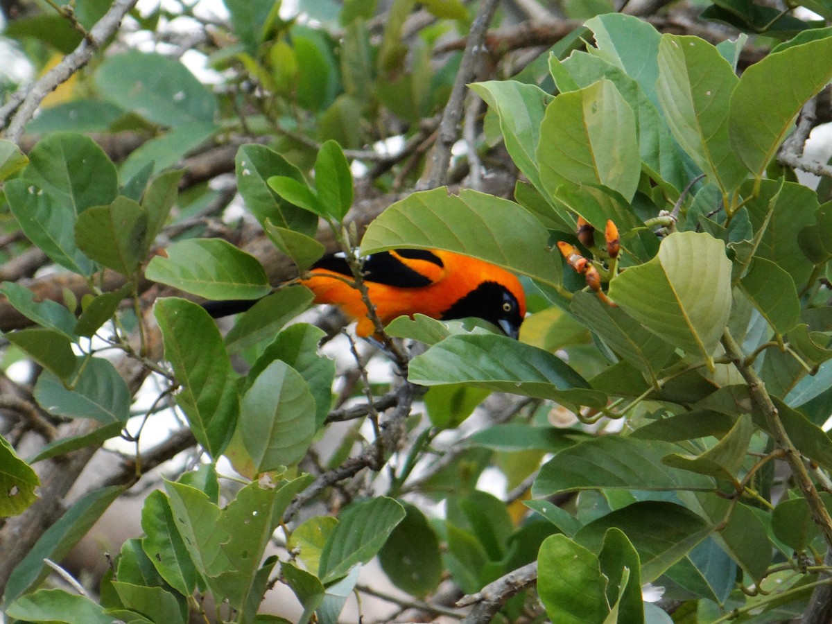 Orange-backed Troupial - ML623605983