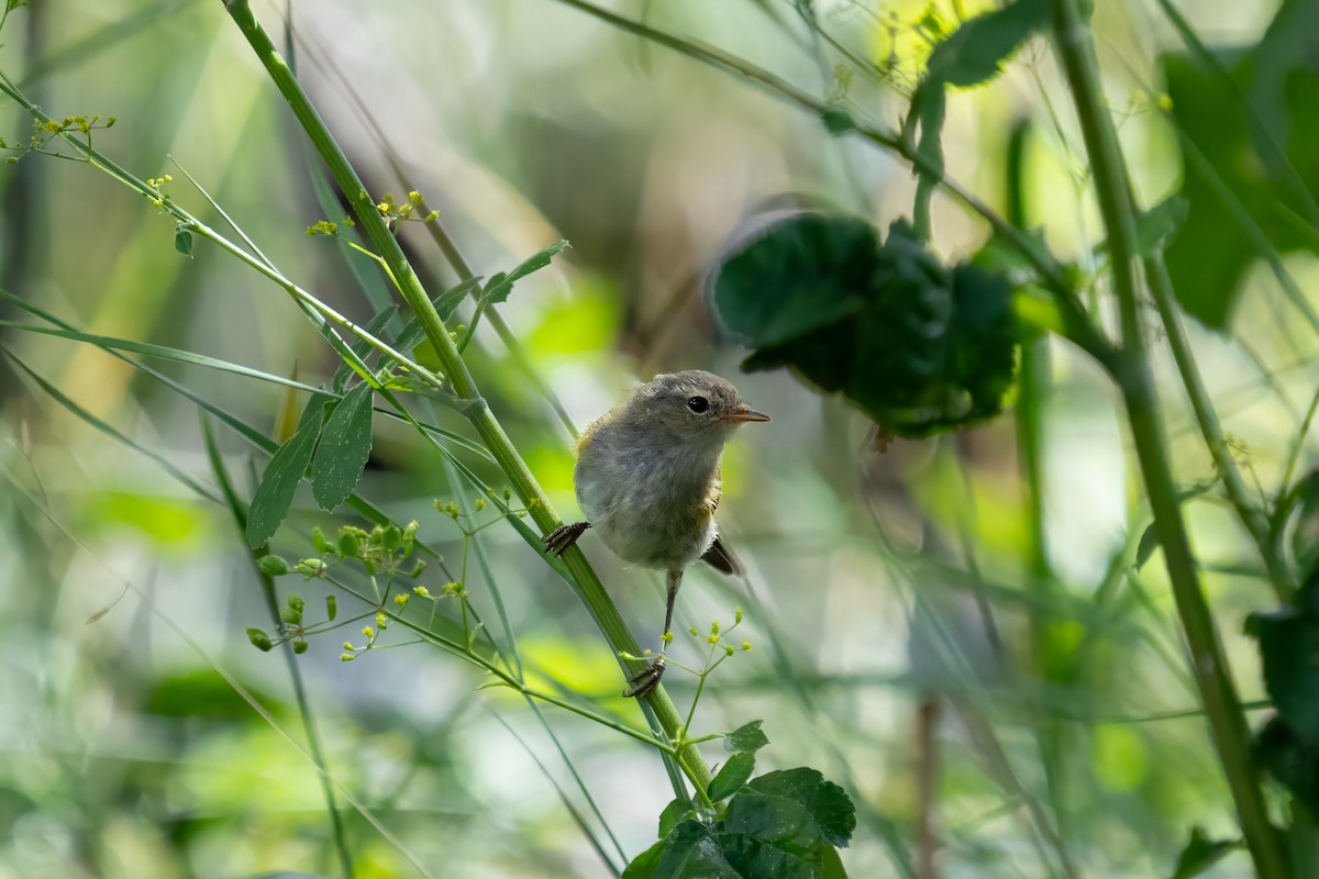 Phylloscopus sp. - ML623605994