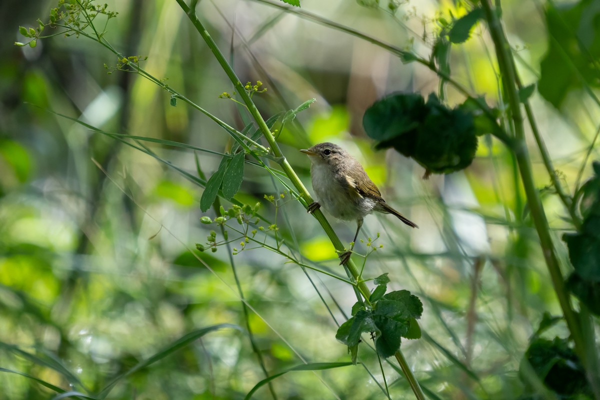 Phylloscopus sp. - ML623605995