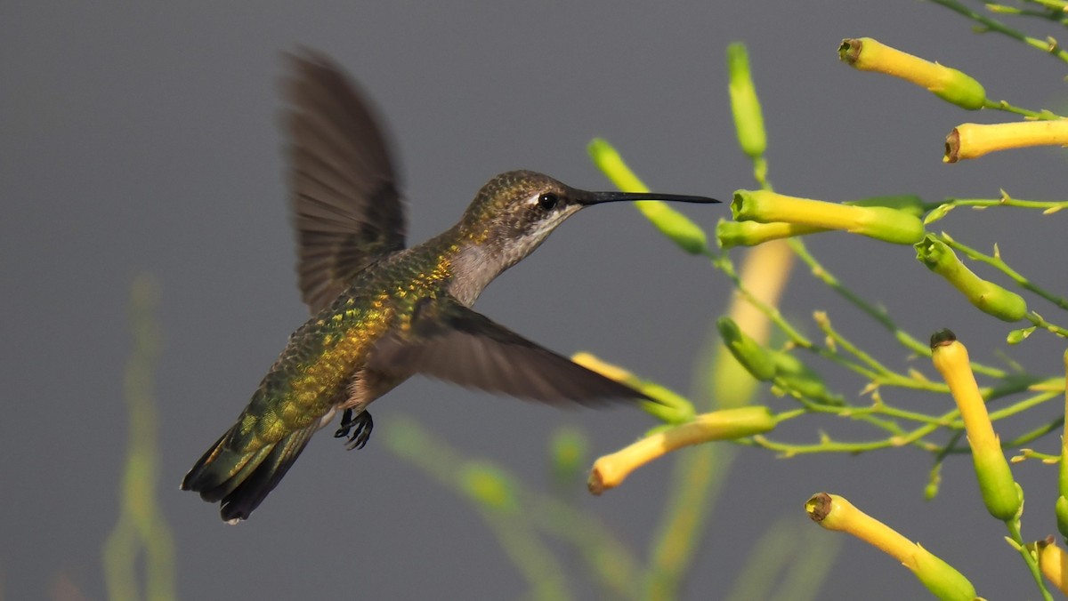 Black-chinned Hummingbird - ML623606044