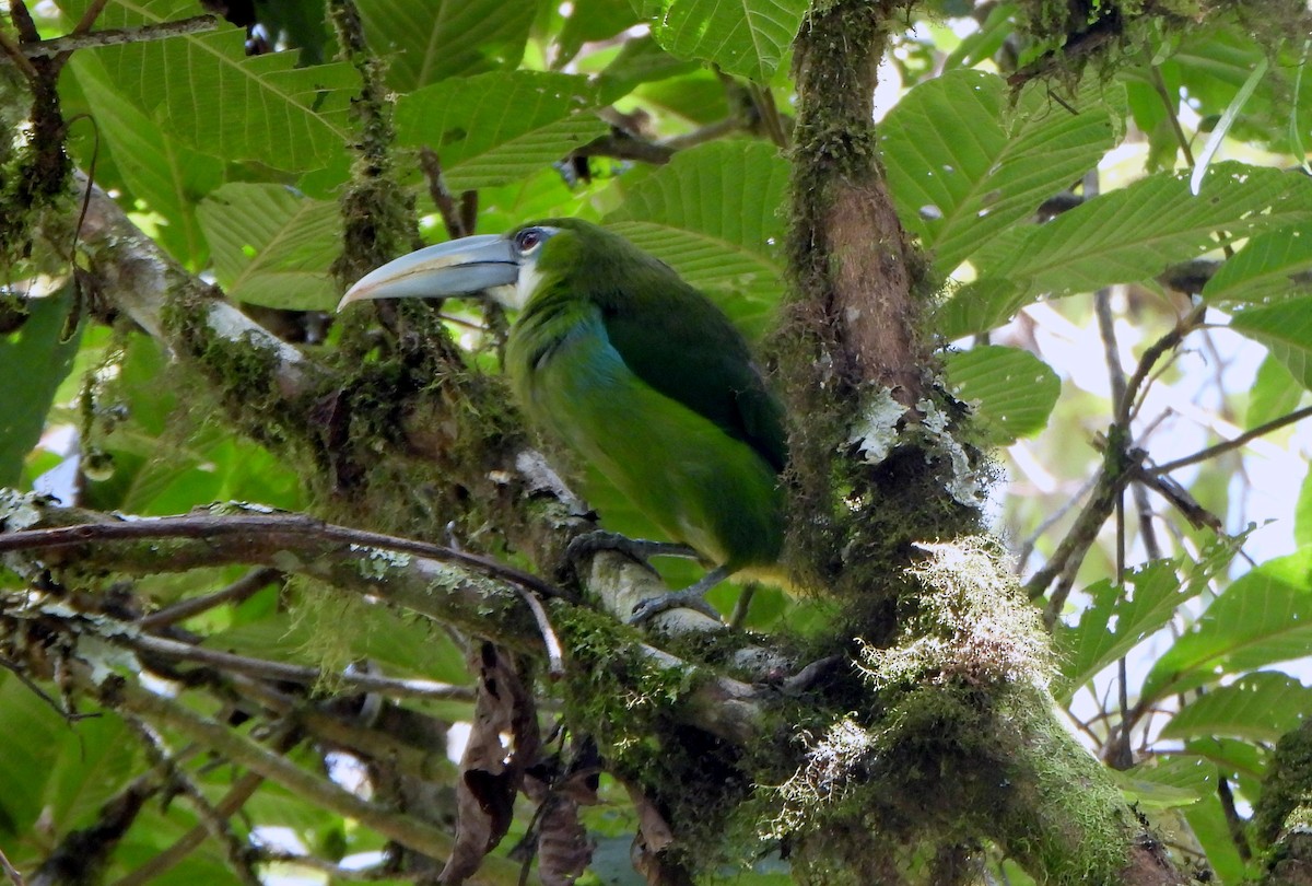 Blue-banded Toucanet - ML623606052