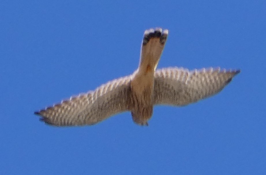 Eurasian Kestrel - ML623606059