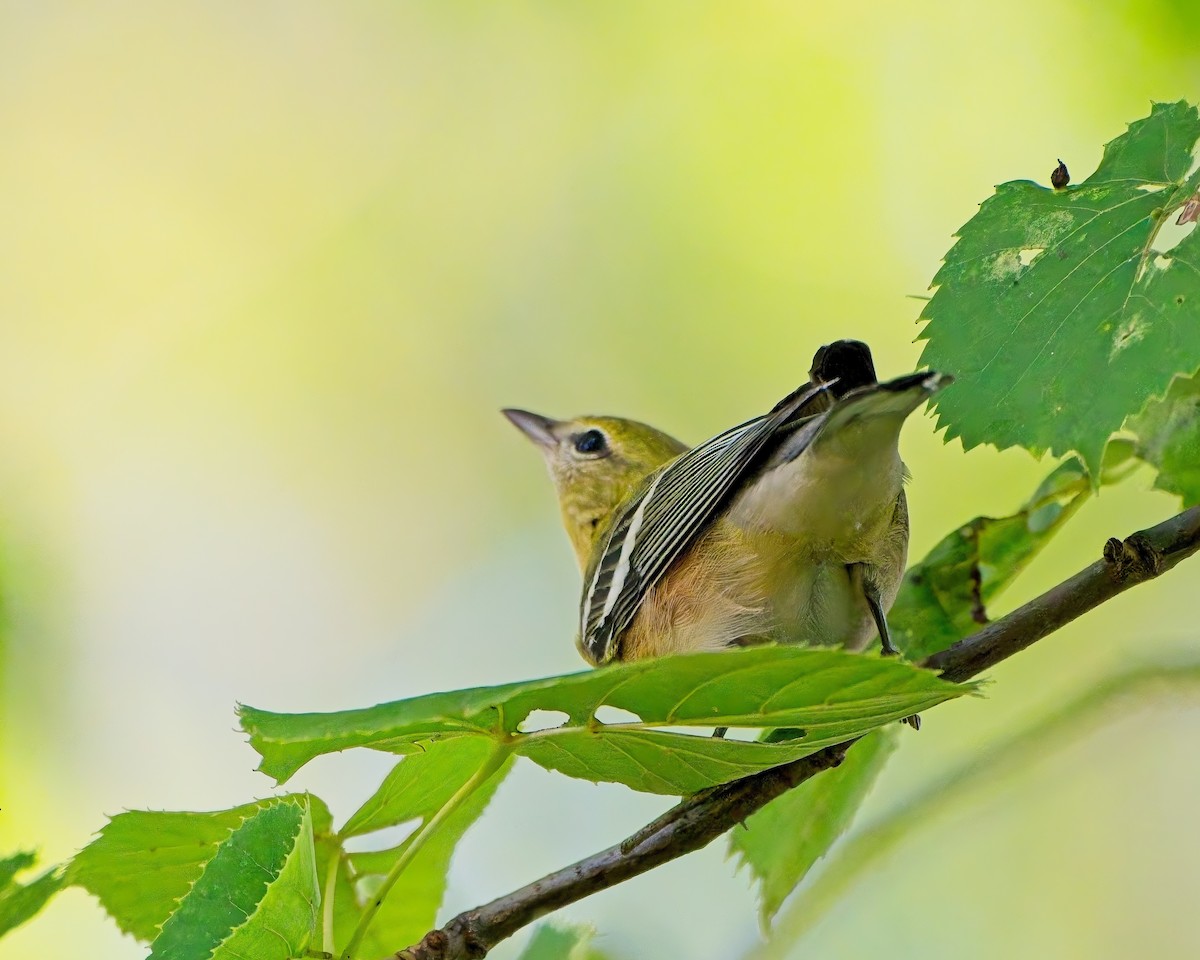 Bay-breasted Warbler - Jeffrey Greene