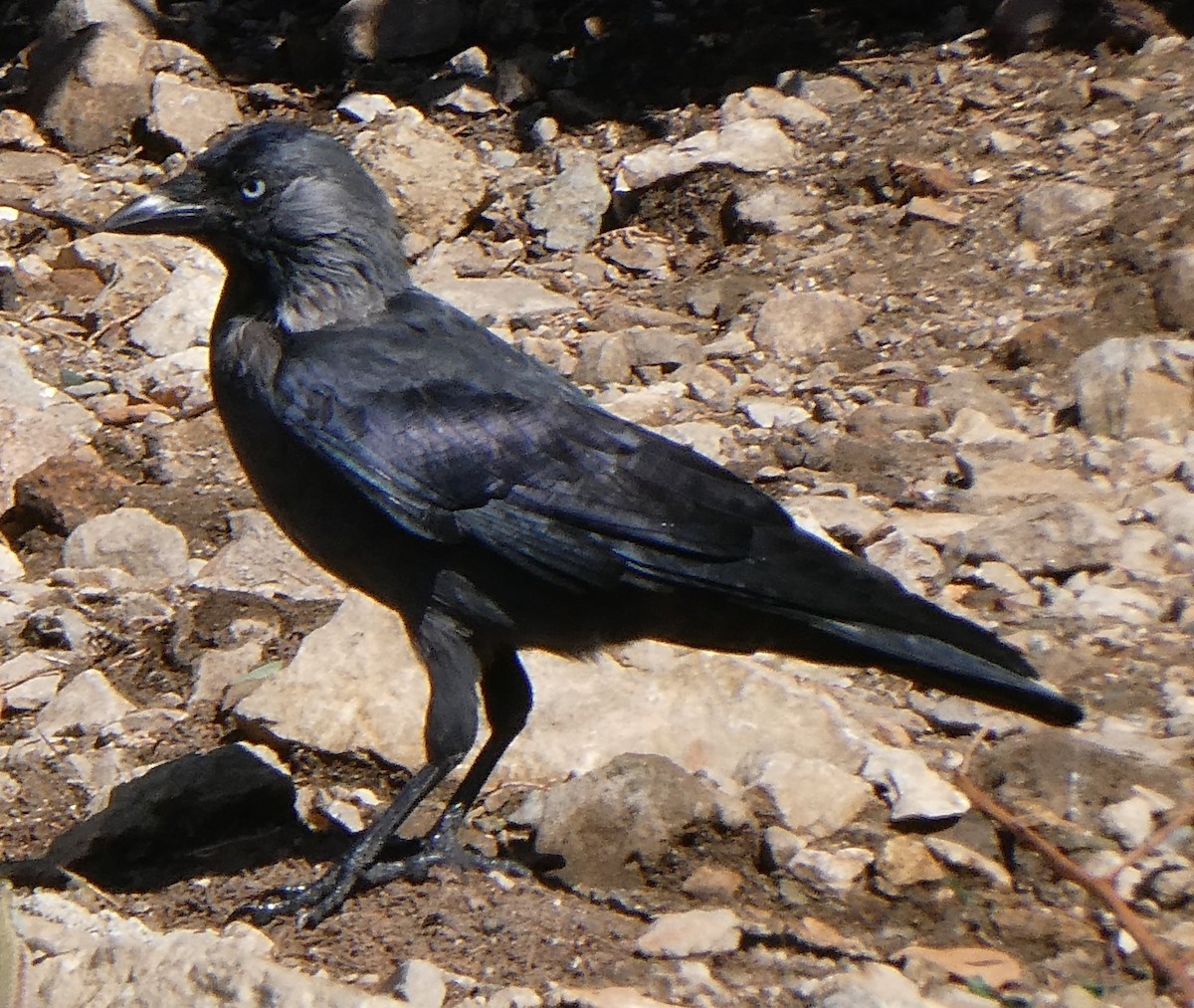 Eurasian Jackdaw - ML623606068