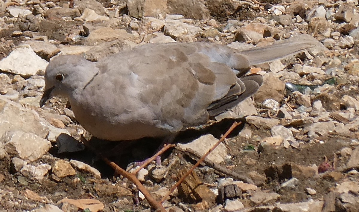 Eurasian Collared-Dove - ML623606072