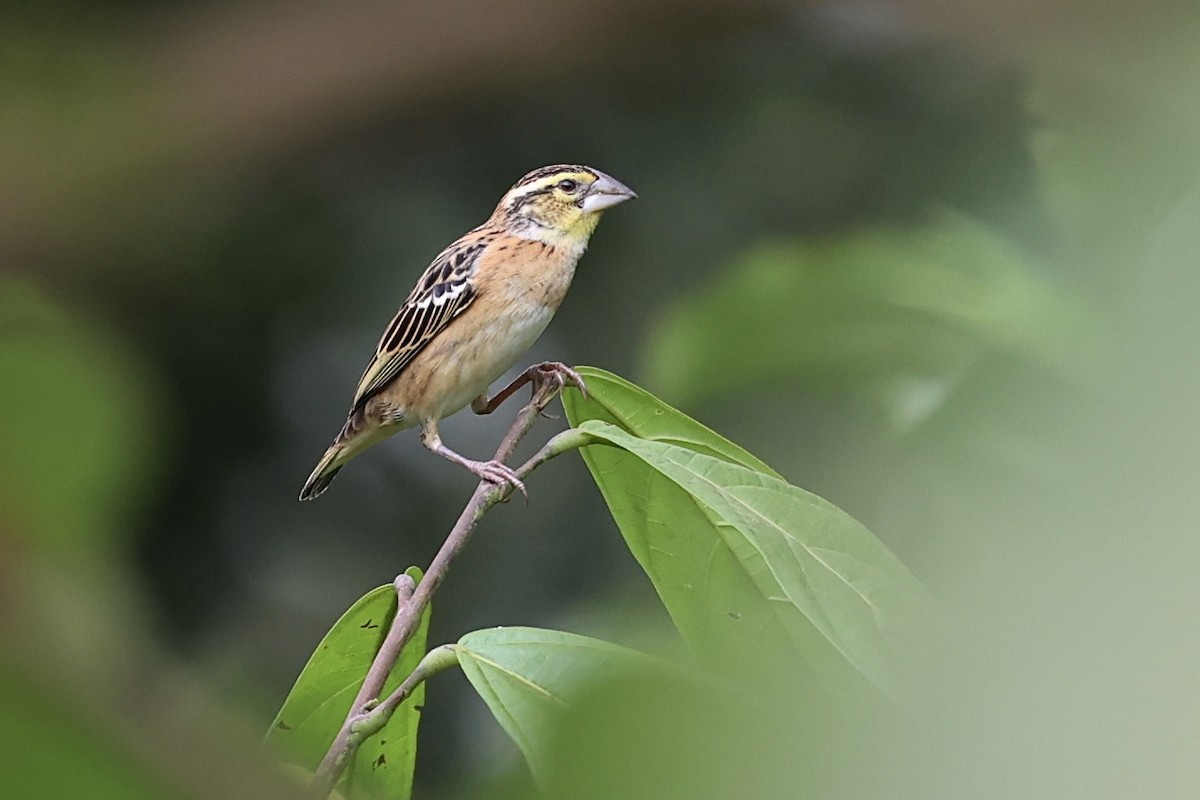 Golden-backed Bishop - ML623606088