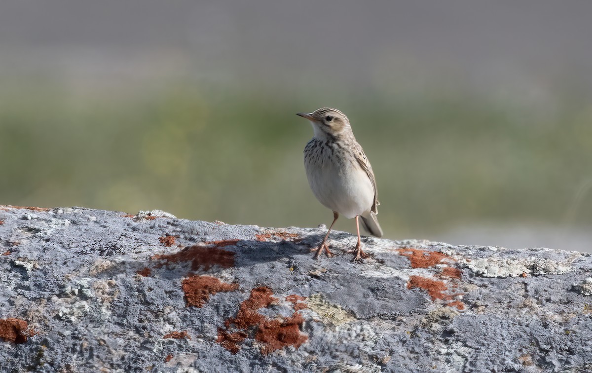 Water Pipit (Blakiston's) - John Sterling