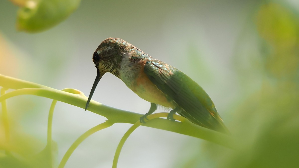 Rufous Hummingbird - Rob Torres