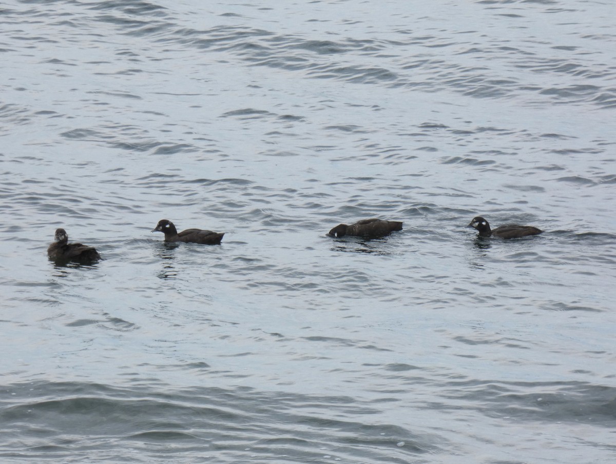 Harlequin Duck - ML623606144