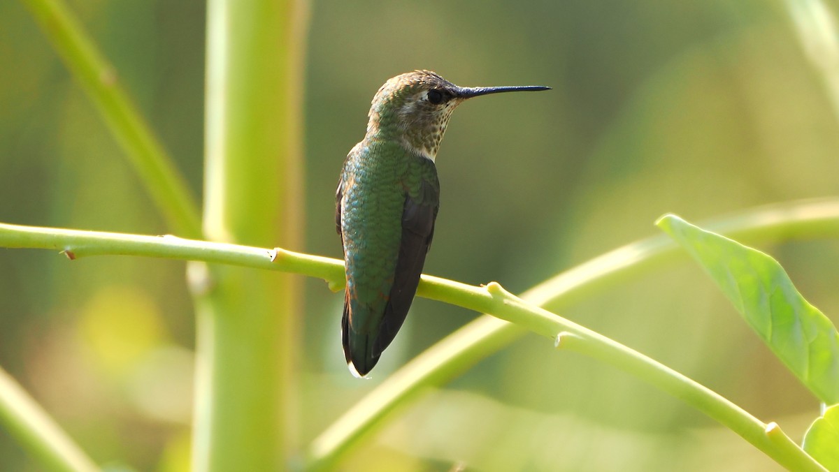 Rufous Hummingbird - ML623606154