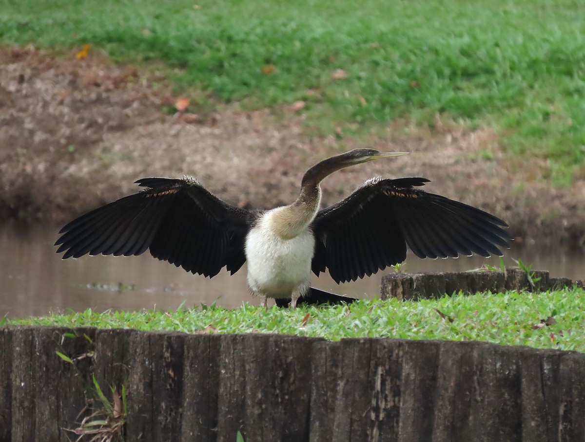 Austral-Schlangenhalsvogel - ML623606222