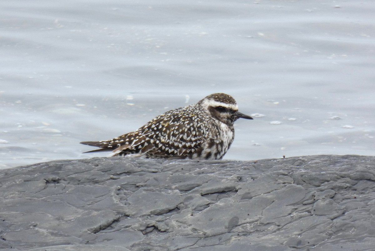 American Golden-Plover - ML623606230