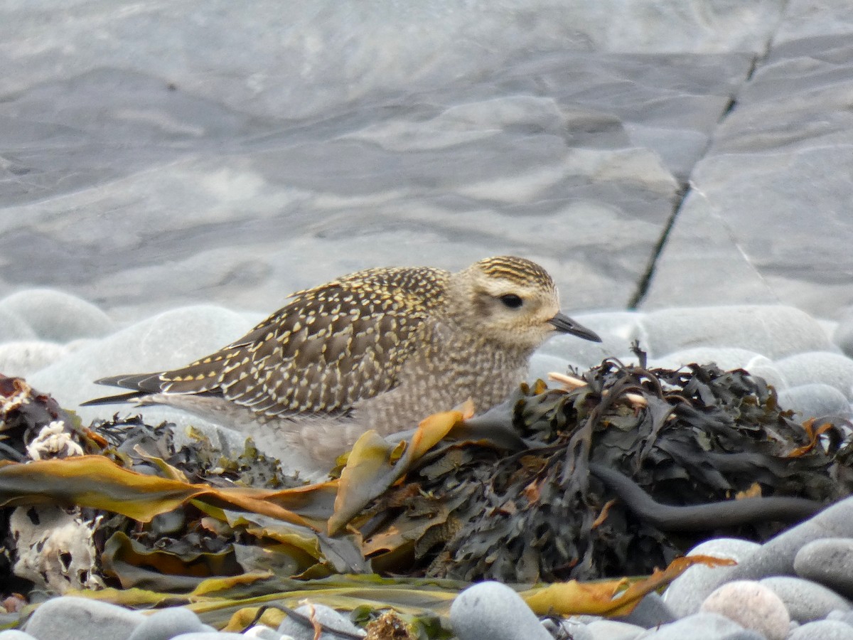 American Golden-Plover - ML623606238