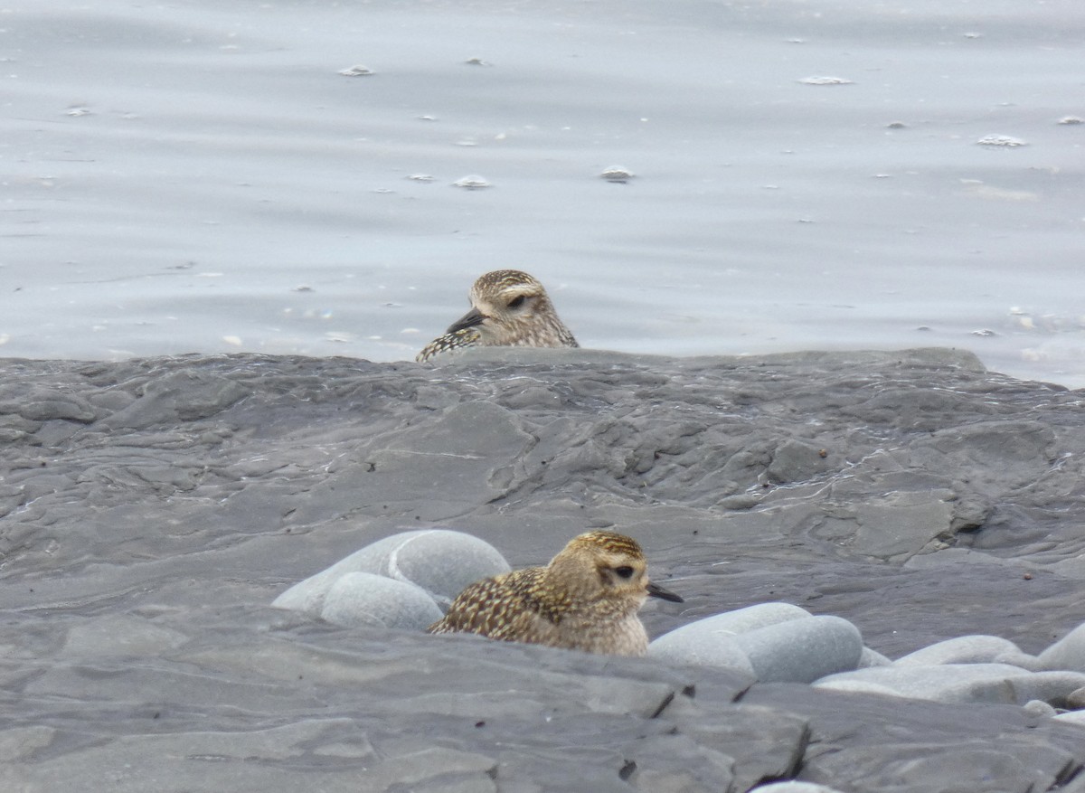 American Golden-Plover - ML623606243