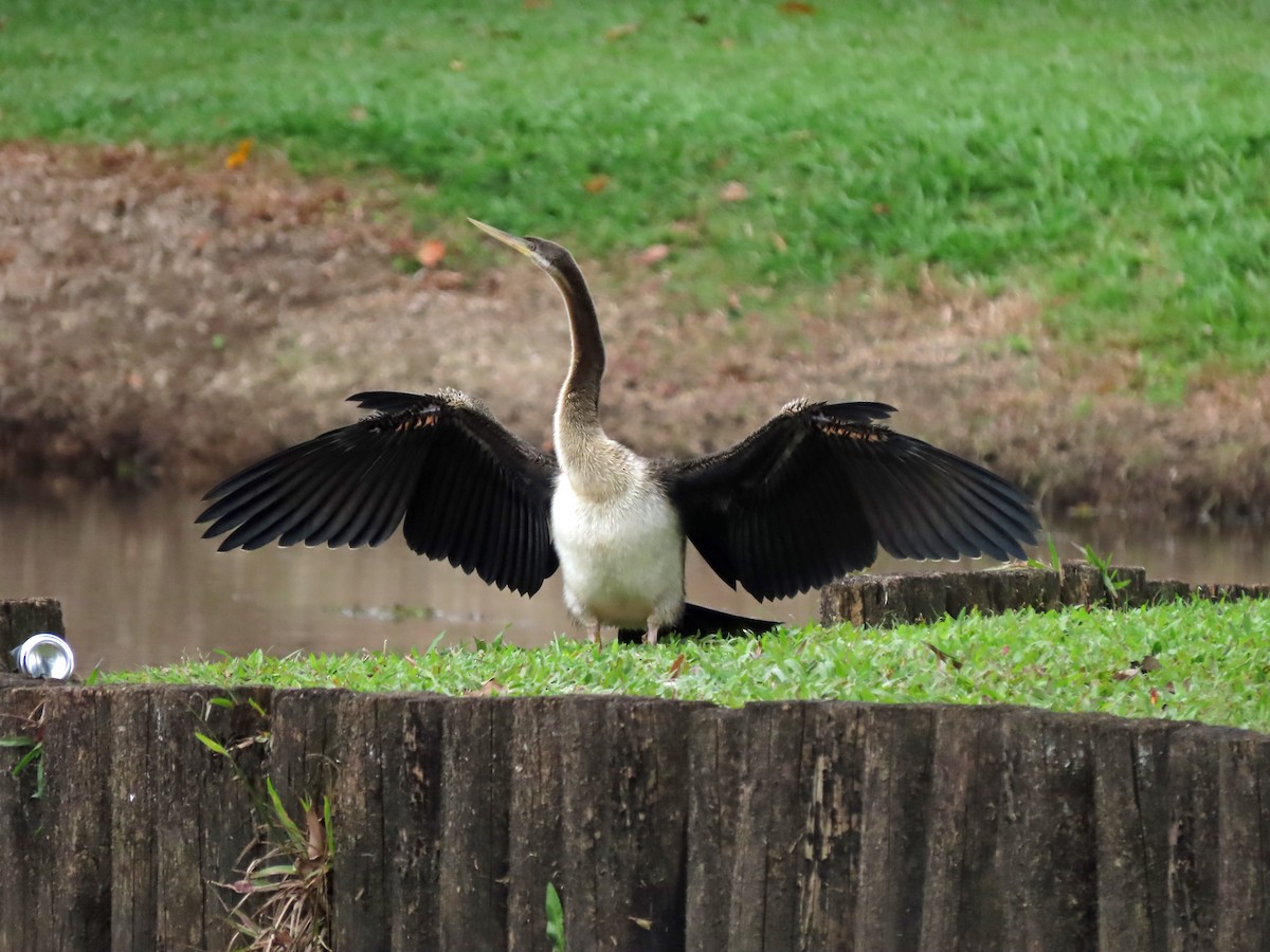 Austral-Schlangenhalsvogel - ML623606260