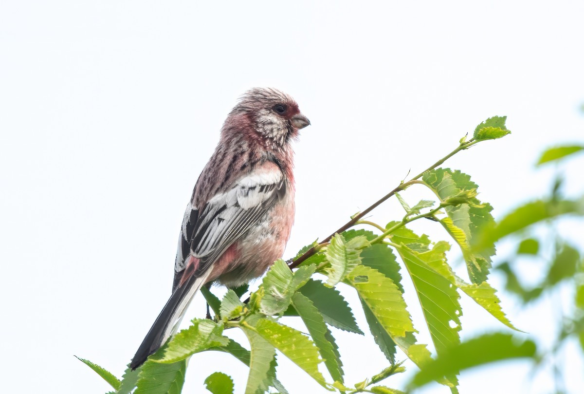 Long-tailed Rosefinch - ML623606263